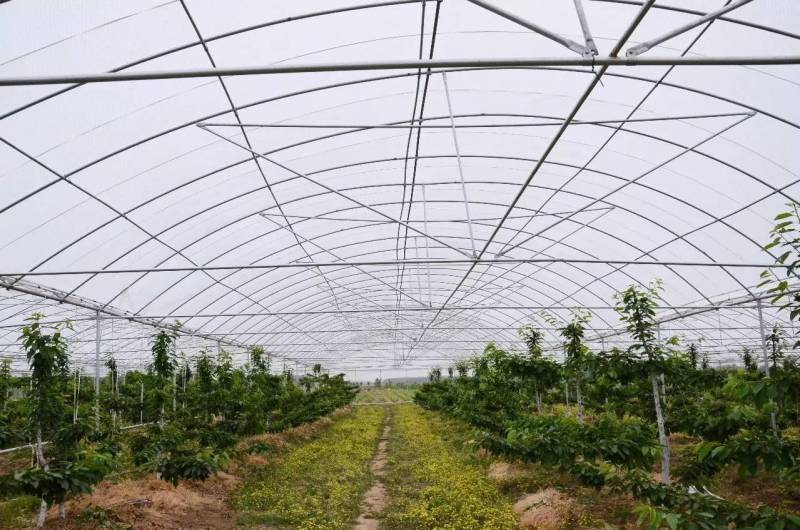 低コストのチェリー温室