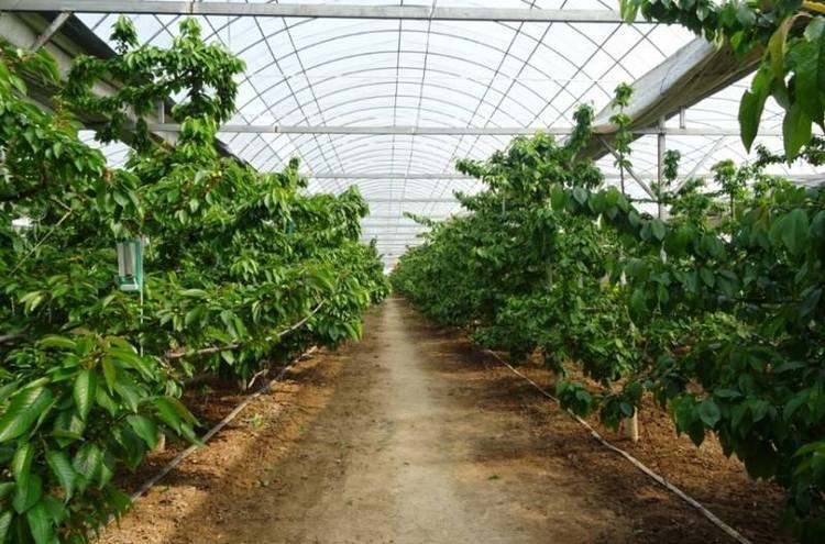 低コストのチェリー温室
