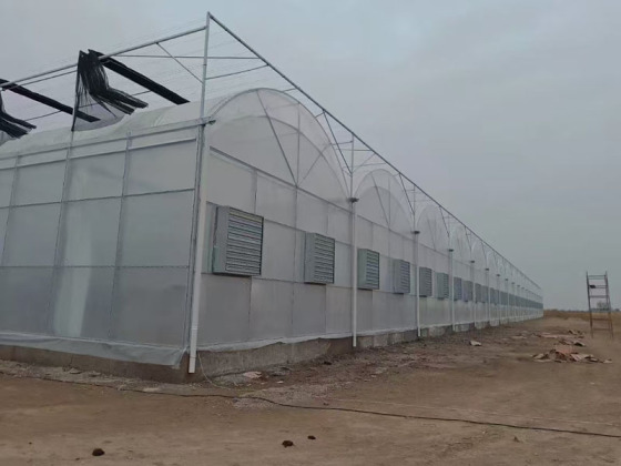 دفيئة بلاستيكية مقوسة متعددة الامتدادات