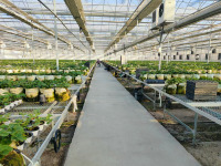 Strawberry Greenhouse With Plastic Film Covering