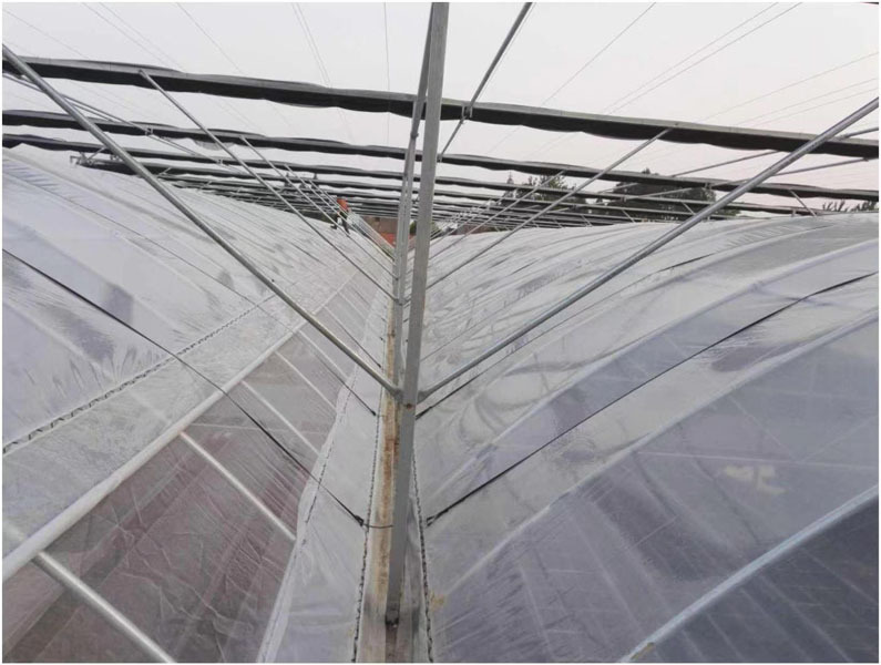 Strawberry Greenhouse With Plastic Film Covering