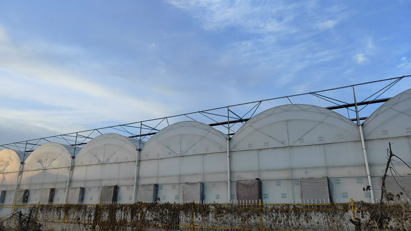 Strawberry Greenhouse With Plastic Film Covering