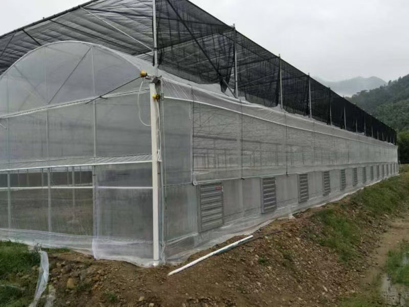 Strawberry Greenhouse With Plastic Film Covering