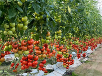 Serre à tomates avec projet clé en main