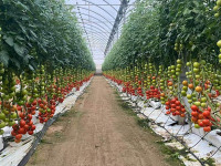 Serre à tomates avec projet clé en main