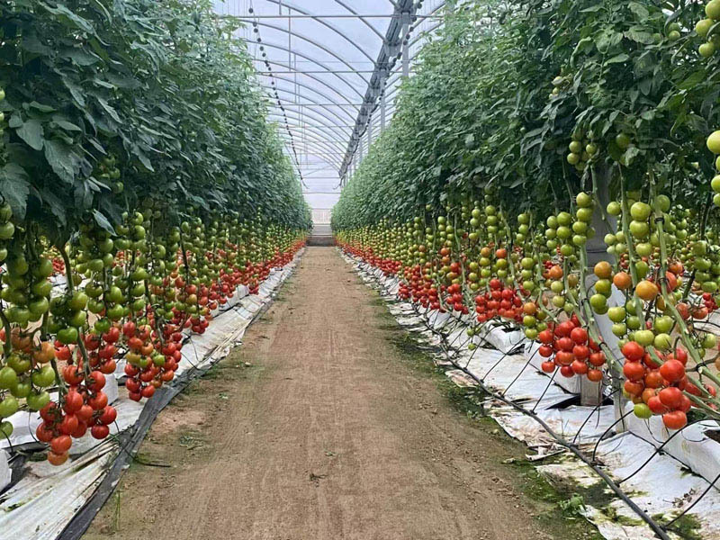 Serre à tomates avec projet clé en main