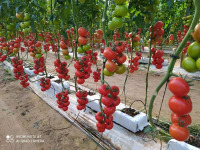 Serre à tomates avec projet clé en main