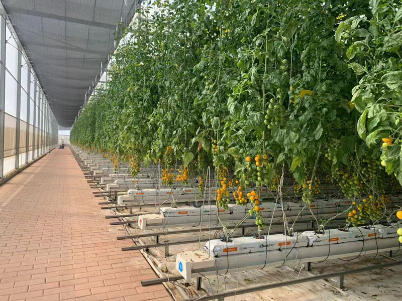 Serre commerciale à travées multiples pour tomates