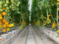 Serre commerciale à travées multiples pour tomates