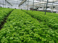 Butterfly Ventilation Film Greenhouse