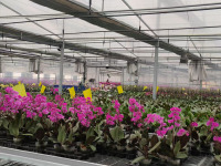 Butterfly Ventilation Film Greenhouse