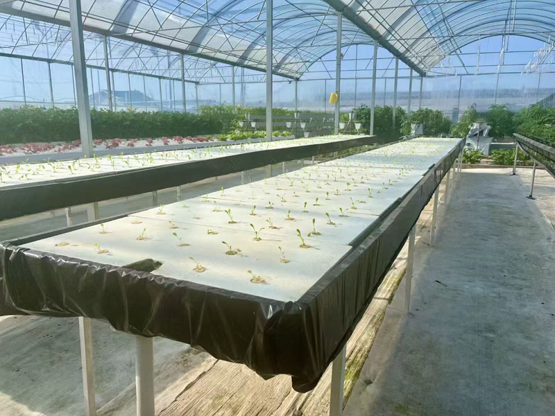 Butterfly Ventilation Film Greenhouse