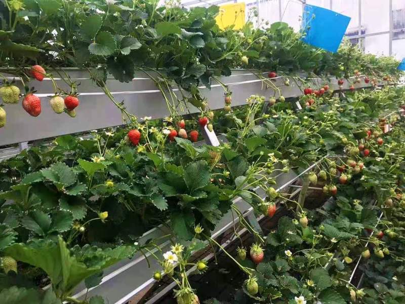 Çilek PC Sera Dikim Sistemi ile