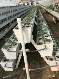 Çilek PC Sera Dikim Sistemi ile