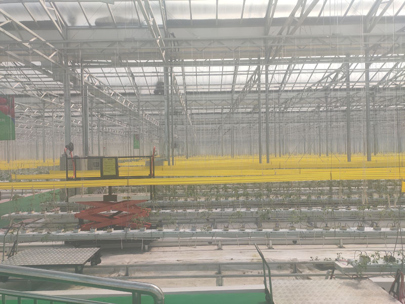Modern Agricultural Greenhouse With High Quality