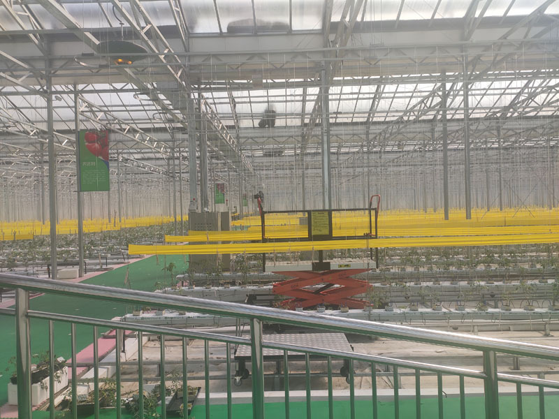 Modern Agricultural Greenhouse With High Quality