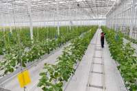 8mm Polycarbonate Sheet Covering Greenhouse