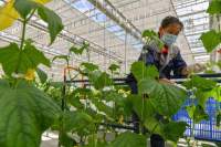 8mm Polycarbonate Sheet Covering Greenhouse