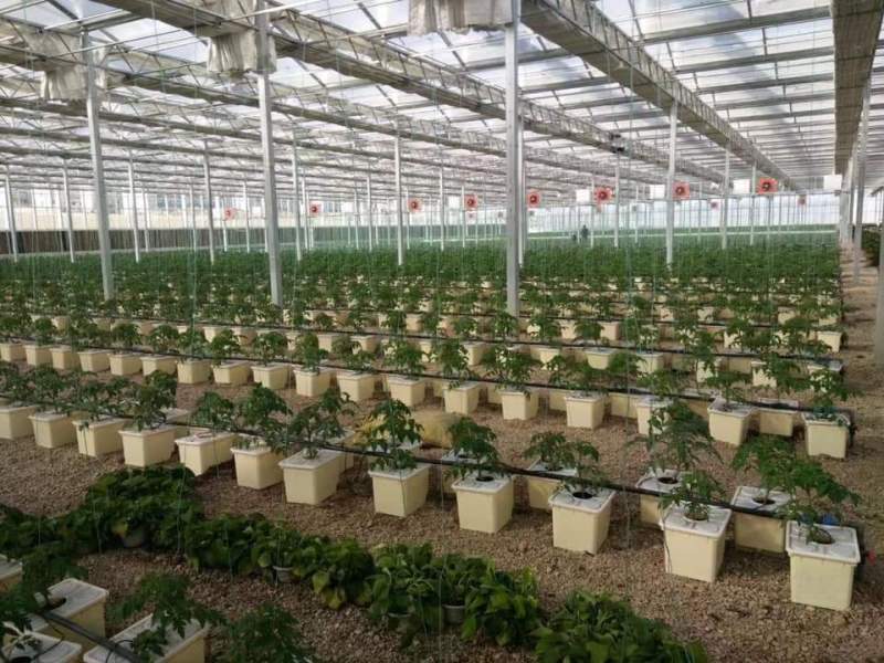 Hidroponik Sistemli Ticari PC Sera