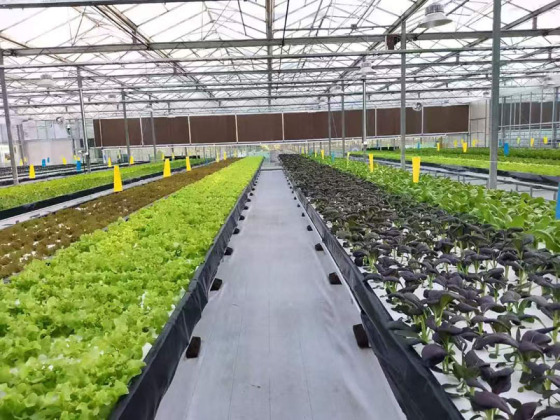 Légumes à feuilles avec serre hydroponique NFT