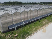 Листовые овощи с гидропонной теплицей НФТ