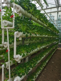 Листовые овощи с гидропонной теплицей НФТ
