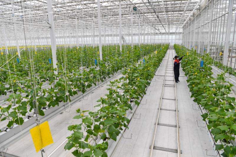 Serre agricole à contrôle intelligent