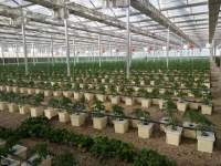 Serre agricole à contrôle intelligent