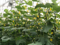 野菜用プレハブ温室