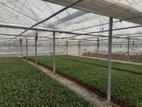 150 mikron PO plyonkali qishloq xo'jaligi issiqxonasi