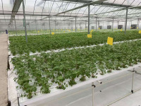 Hidroponikli Çok Alanlı Gotik Sera