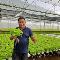 Hidroponikli Çok Alanlı Gotik Sera