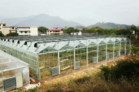 Большой размер теплицы для коммерческого использования