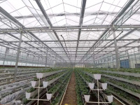 Greenhouse Farming With Hydroponic System