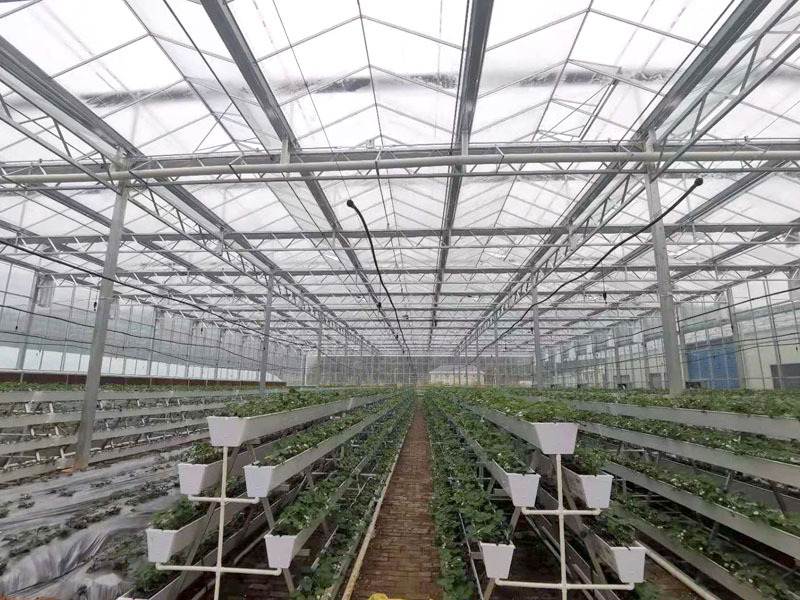 Greenhouse Farming With Hydroponic System