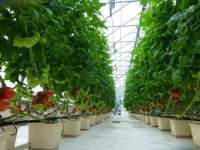 Greenhouse Farming With Hydroponic System