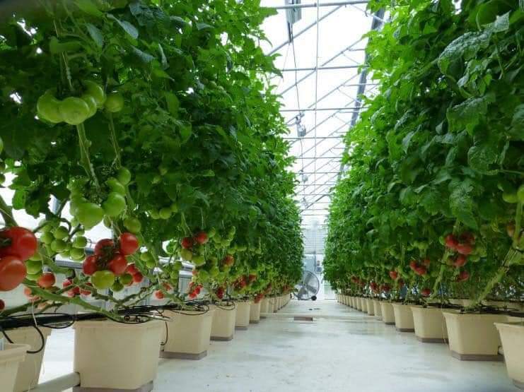 Greenhouse Farming With Hydroponic System