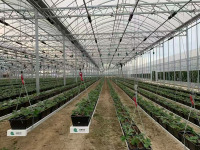 Serre à fraises avec système de plantation