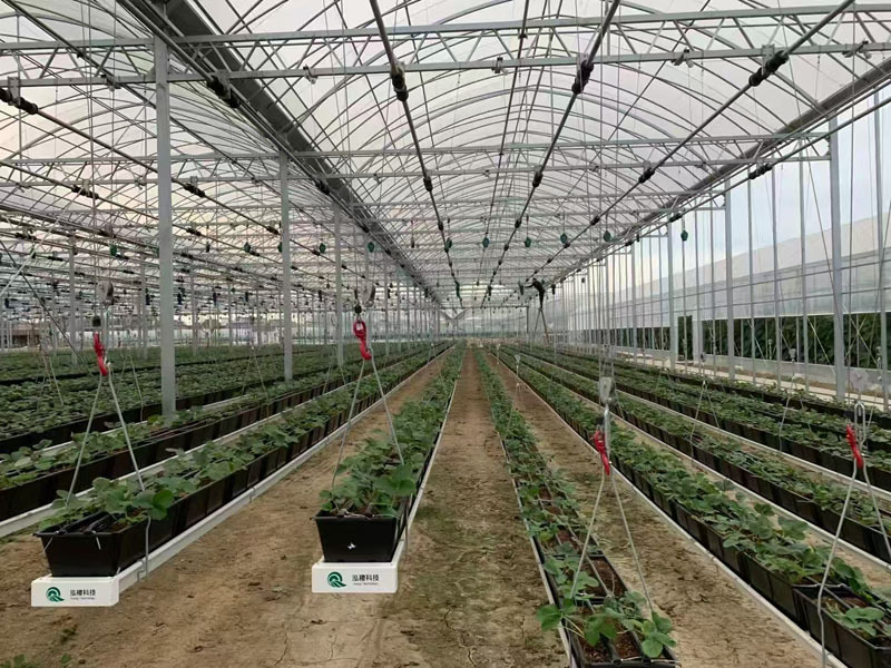 Serre à fraises avec système de plantation