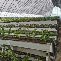 Hidroponik Sistemli Çilek Serası