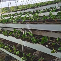 Hidroponik Sistemli Çilek Serası