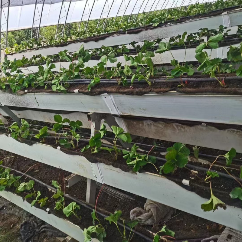 Hidroponik Sistemli Çilek Serası