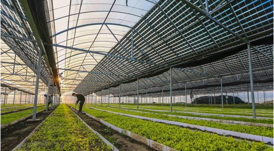 Solar Pannel Vegetables Greenhouse