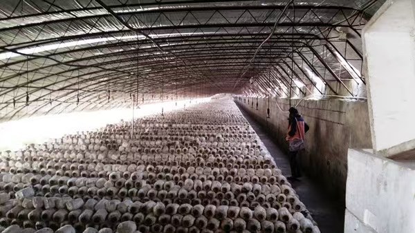 Serre à champignons à privation de lumière