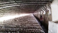 Light Deprivation Mushroom Greenhouse