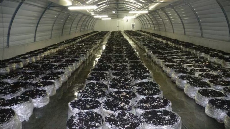 Light Deprivation Mushroom Greenhouse