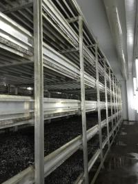 Light Deprivation Mushroom Greenhouse