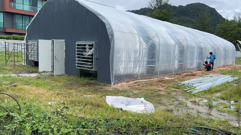 Avto yorug'likdan mahrum issiqxonada o'tlarni ekish