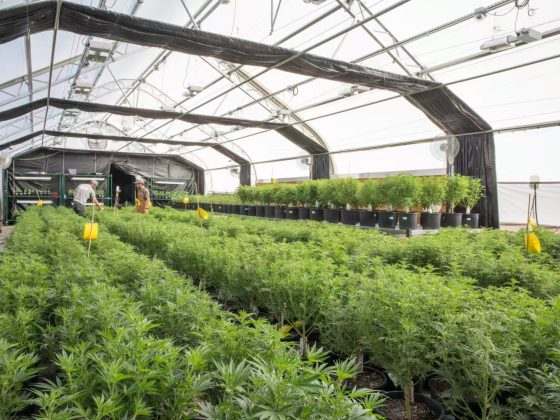 بيت زجاجي للأعشاب مع نظام حرمان من الضوء