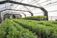 Serre à herbes aromatiques avec système de privation de lumière